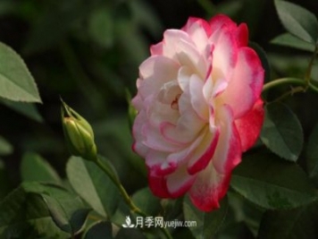 月季常見(jiàn)的病蟲(chóng)害問(wèn)題！月季這么養，芬芳留給你