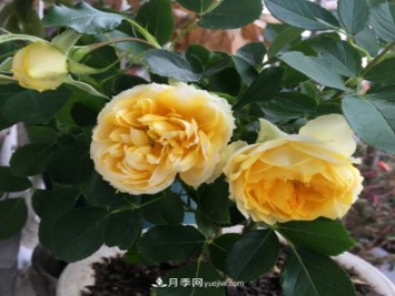 冬季實(shí)惠的裸根月季，栽種做好3件事讓冬季室內開(kāi)滿(mǎn)花