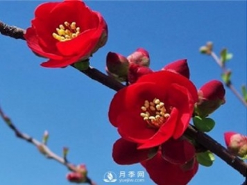 海棠的繁殖方法，景觀(guān)盆栽與管理