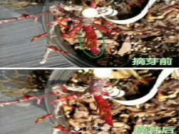 初春，月季抹芽攻略，一定要知道的五大原則