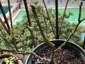 月季如何抹芽？這三類(lèi)芽必除之！