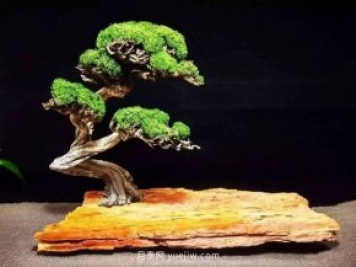 最全花木盆景分類(lèi)，輕松掌握各種花木適合如何造型