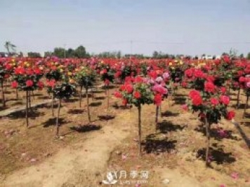 安徽阜陽(yáng)網(wǎng)紅打卡地誕生：阜南恒居月季花海等您來(lái)！