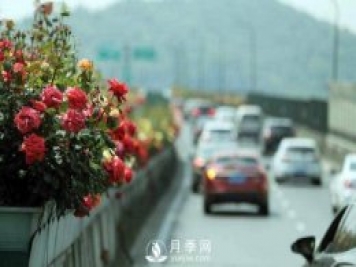 連日陰雨，杭州高架花廊的月季能如期盛開(kāi)嗎？4月中旬盛開(kāi)