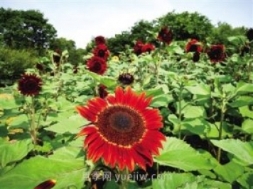 2021年鄭州植物園向日葵花展，6萬(wàn)余株葵花向陽(yáng)而開(kāi)