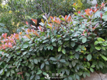 紅葉石楠養護，防治病蟲(chóng)害是關(guān)鍵