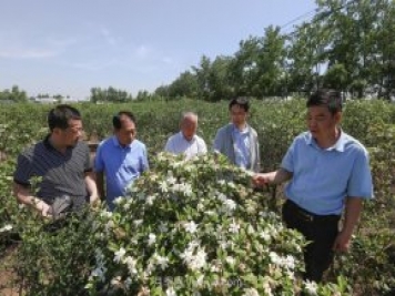 唐河唐梔子，地標農產(chǎn)品成農民增收致富的朝陽(yáng)產(chǎn)業(yè)