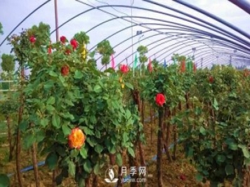 南陽(yáng)樹(shù)狀月季怎么培育，南陽(yáng)月季樹(shù)有什么特點(diǎn)