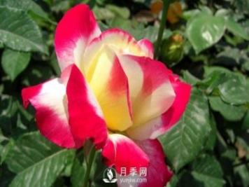 要想盆栽月季花養得好，做好這5點(diǎn)很實(shí)用
