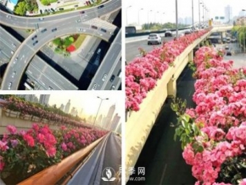 月季園林大觀(guān)，月季扮靚各大城市！