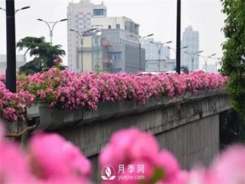 杭州高架“網(wǎng)紅月季花”都有那些品種？