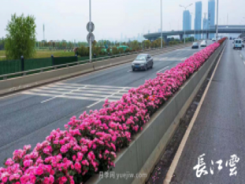 南陽(yáng)月季美化武漢花城，百條道路月季開(kāi)到爆街
