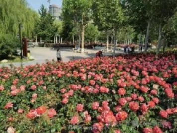 石家莊東環(huán)公園的月季正值盛花期，快來(lái)打卡
