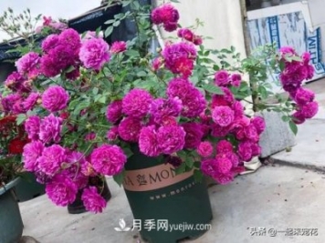 新年養盆香水月季，花朵香飄滿(mǎn)屋，陽(yáng)臺盆栽佳品