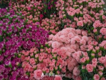 中國6大花市，全國花卉批發(fā)市場(chǎng)介紹