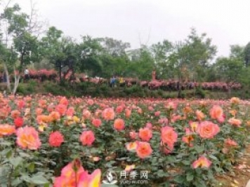 2021四川綿陽(yáng)百萬(wàn)醉美月季花海藝術(shù)節，4月15日盛大開(kāi)幕有福利