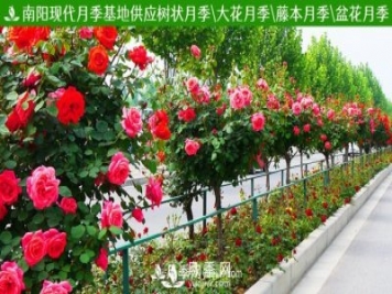 月季網(wǎng)為您推薦供應觀(guān)賞價(jià)值很高的月季——樹(shù)狀月季