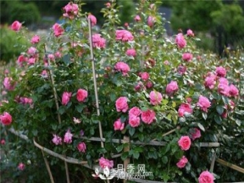 適宜在居室內栽種的花卉植物，月季能吸收有害氣體