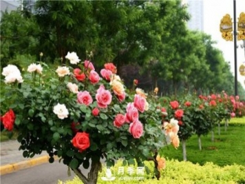 月季樹(shù)多少錢(qián)一棵？2021年Q1南陽(yáng)樹(shù)狀月季價(jià)格