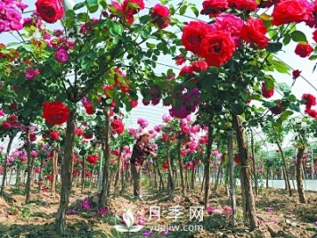 新品“月季樹(shù)”為北京市花添色彩，居然引種自南陽(yáng)內鄉