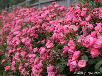 金華職院月季花墻，校園美麗多彩