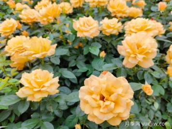 豐花月季開(kāi)花機器，稱(chēng)霸園林綠化