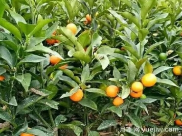 金桔樹(shù)的養殖方法和注意事項