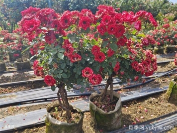 月季營(yíng)養土怎么配制？