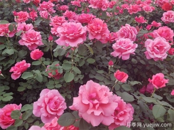 月季花介紹和月季花種類(lèi)