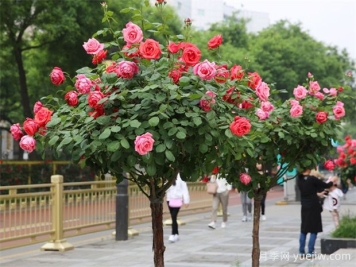 如何培育自然式樹(shù)狀月季？