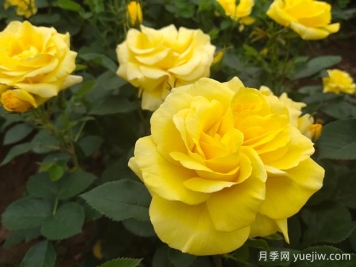 為什么月季在春天的發(fā)芽時(shí)間不一樣呢？