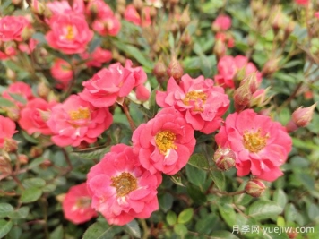 建個(gè)月季小花園，種盆栽月季，品茶賞花