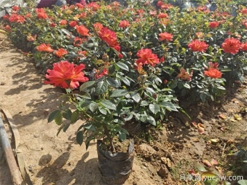 月季怎么養？盆栽月季花的養殖方法和注意事項