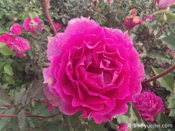 天方夜譚月季，讓陽(yáng)臺芬芳四溢