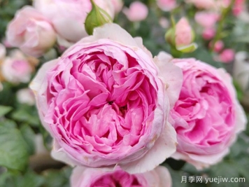 為什么你的盆栽盆栽不開(kāi)花？導致月季不開(kāi)花的原因