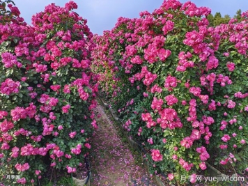如何打造藤本月季花墻？