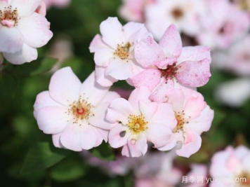 賣(mài)花姑娘月季/賣(mài)花女
