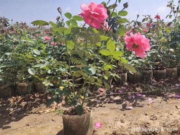 為什么你買(mǎi)回來(lái)的盆栽月季總是養不好？給新手花友的5點(diǎn)建議