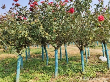 春秋兩季移植月季樹(shù)樁，哪個(gè)成活率更高？