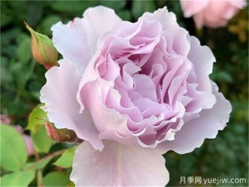 推薦20款日本藍紫色月季品種，稀缺藍