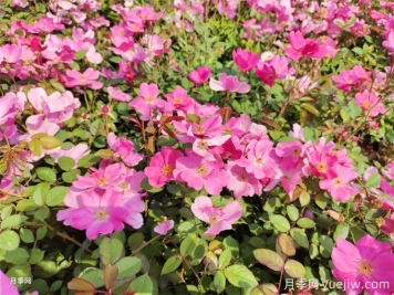 100種戶(hù)外常見(jiàn)植物大全