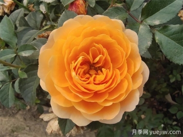 最適合陽(yáng)臺養的10種月季，開(kāi)花超級多！