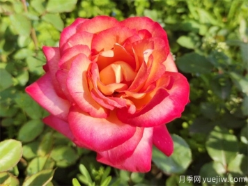 88個(gè)花卉基本知識點(diǎn)，必須收藏