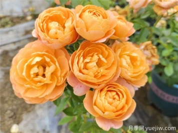 哪些月季花開(kāi)花時(shí)間長(cháng)？這5款月季品種花期超長(cháng)