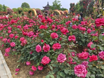 花園植物配置如何做？六個(gè)花園色彩搭配技巧