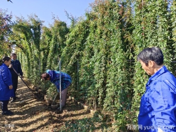 想讓藤本月季快速開(kāi)滿(mǎn)墻，秋季應該如何做？