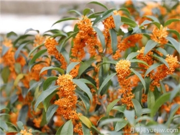 盤(pán)點(diǎn)10個(gè)具有濃烈花香的植物，芳香四季