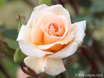 溫柔的勸導月季/溫柔勸說(shuō)月季