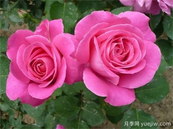 夏天月季總是黃葉？5大原因和補救措施