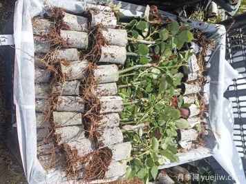 提高月季扦插成活率的4個(gè)技巧